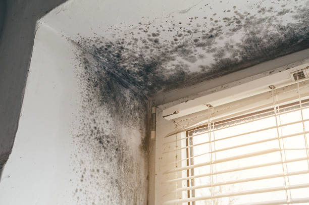 Affordable Mold Cleanup solutions in Rixeyville, VA
