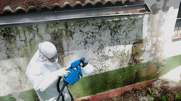 Top rated local Mold Cleanup specialists in Rixeyville, VA